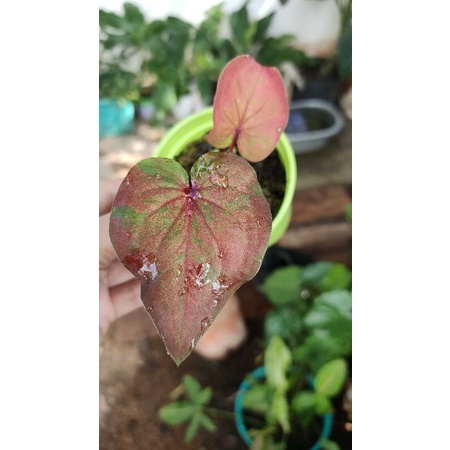 Caladium hybrid/keladi silangan