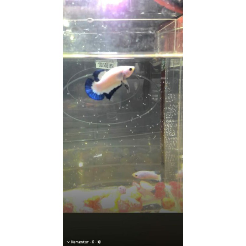 Cupang Bluerim
