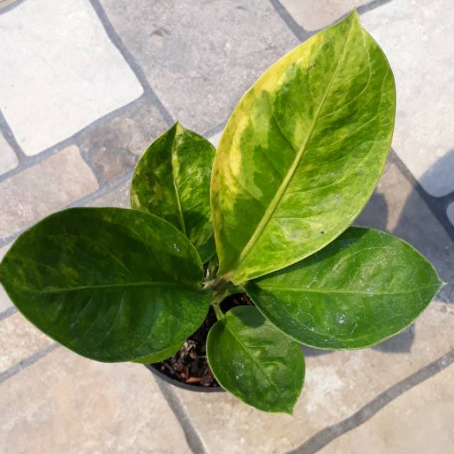 Jemani Mangkok Varigata