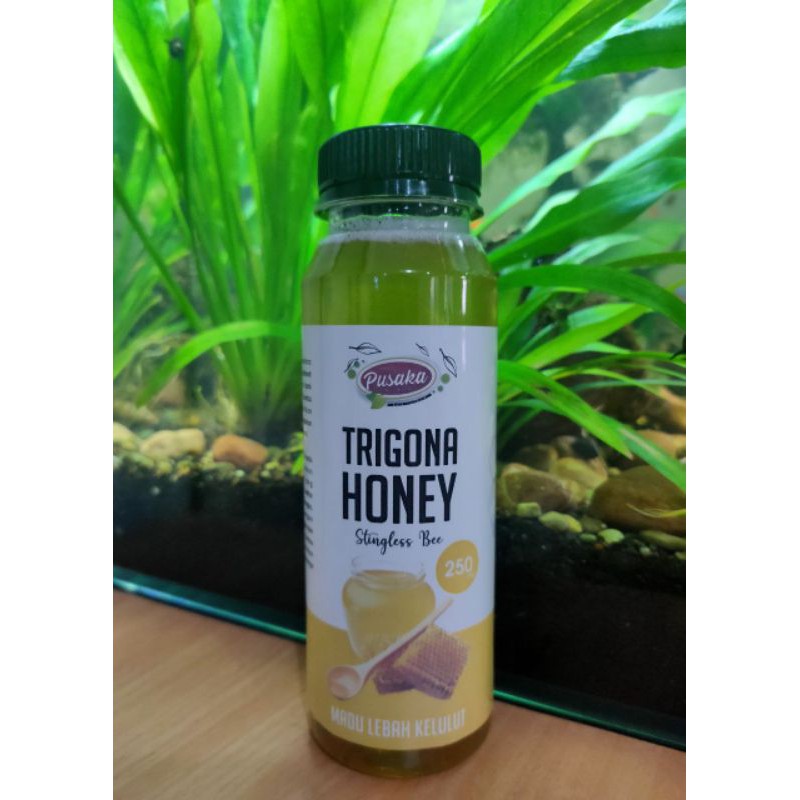 

Trigona Honey, Madu Kelulut, Madu Trigona, Madu Klanceng, Madu Lanceng dari Pulau Bangka Original