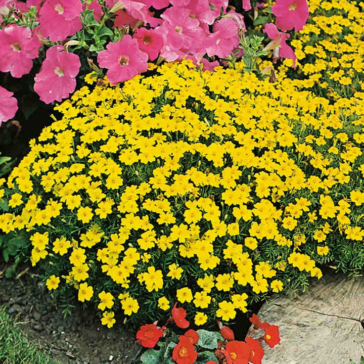 Benih Bibit Biji - Bunga Tagetes tenuifolia Lemon Gem Flower Seeds