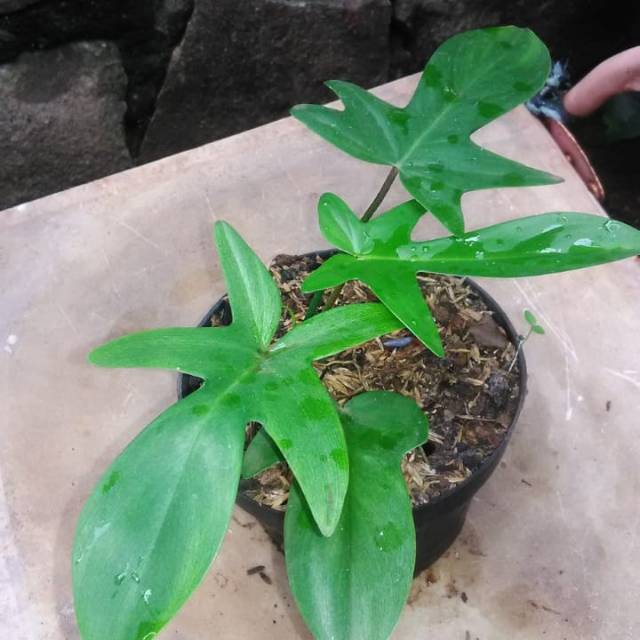 Tanaman Hias Pilodendron Merpati Florida Hijau