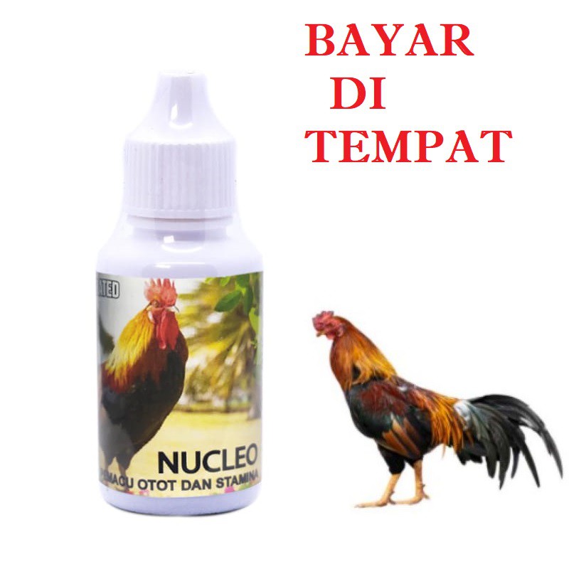 VITAMIN AYAM JAGO BANGKOK NUCLEO OBAT BURUNG DARA PEMACU STAMINA TERMURAH