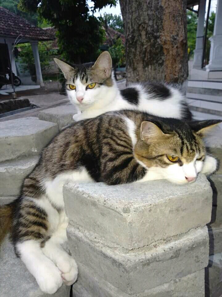 Tutup Gelas Melamine Unica Tutup Gelas Mug Melamin