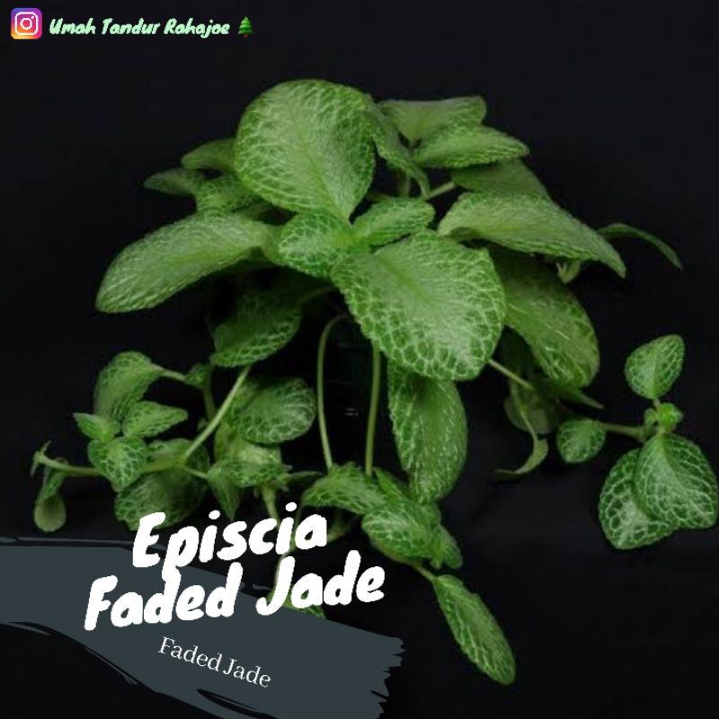 Episcia Faded Jade Episcia Hijau