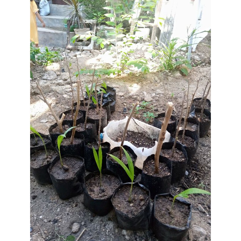 Bibit Arbei / Bibit Mulberry