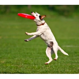 Mainan Anjing Flying Frisbee Mainan Hewan Piring TerbangTraining Silikon Rubber Terbang Dog Toys