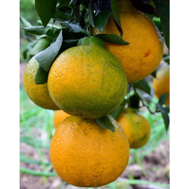 bibit jeruk dekopon validd hasil okulasi cepat berbuahh