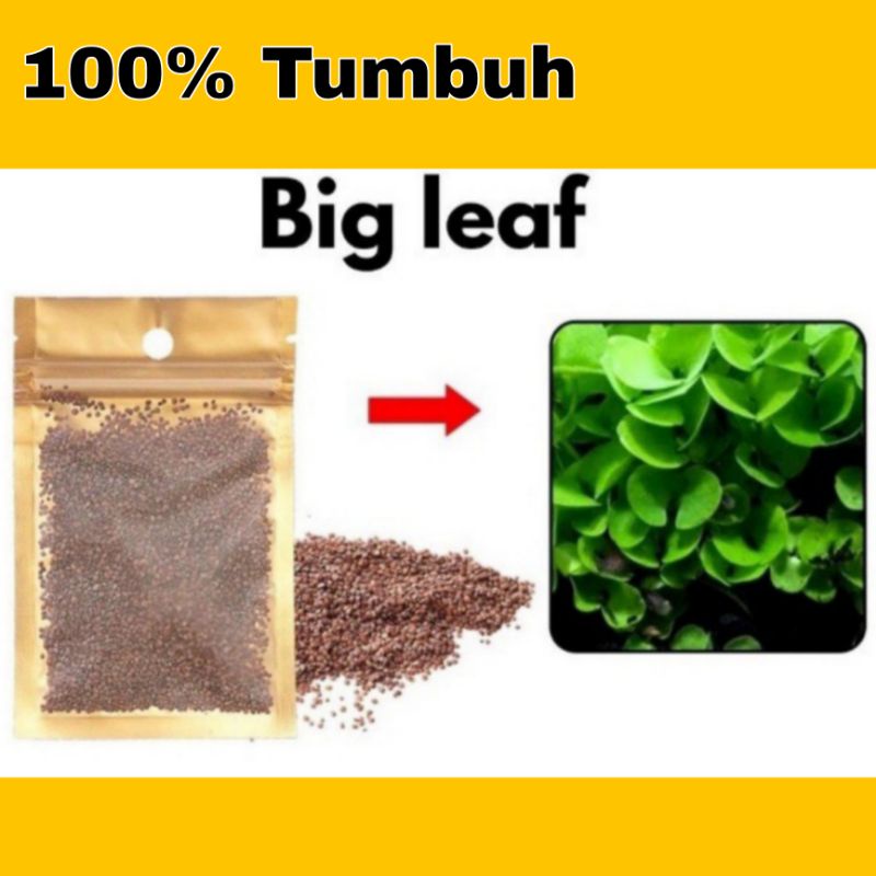 Biji Benih Rumput Aquascape carpet seeds big leaf original