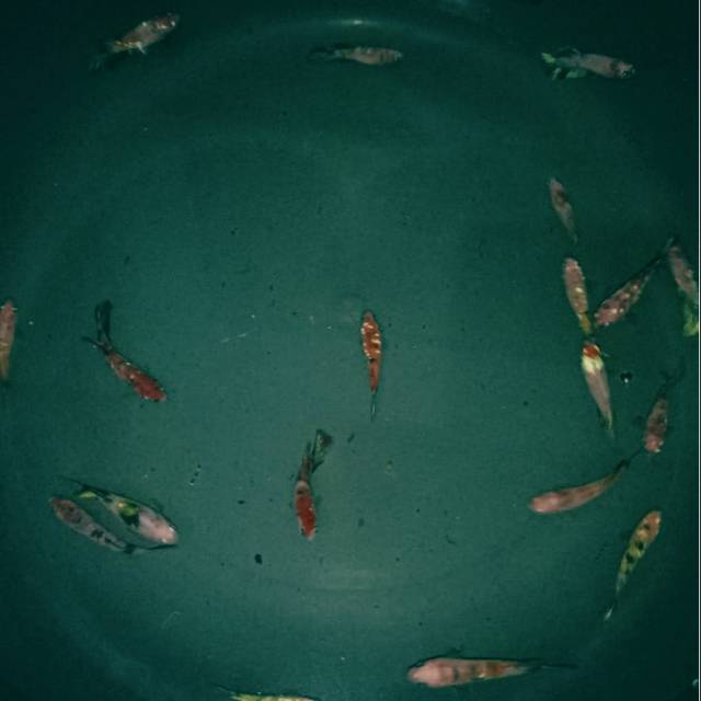 female baby giant multicolor