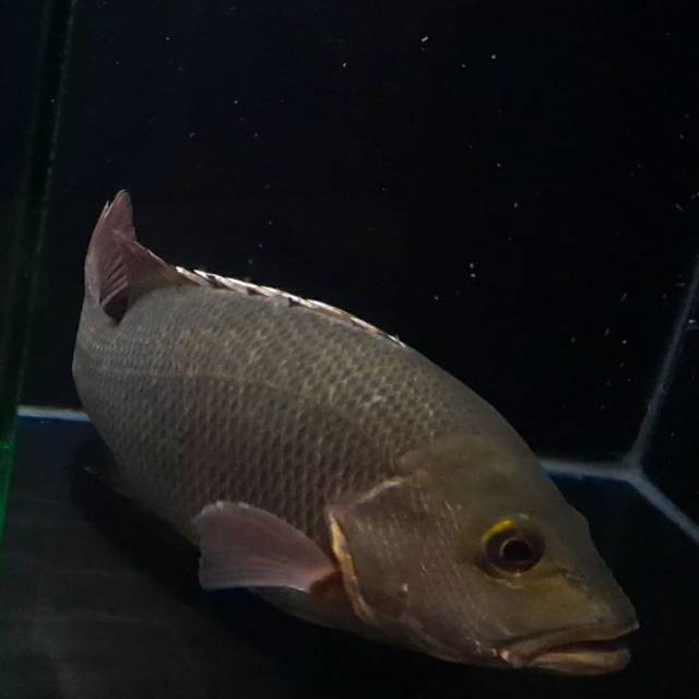 Hiasan Aquarium Ikan Hias Mangrove Jack Ikan Predator