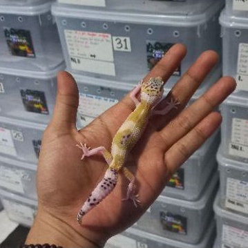 MSE het tremper albino