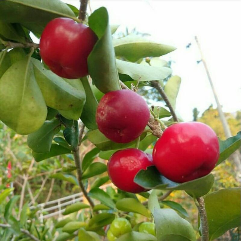 

Cherry Barbados