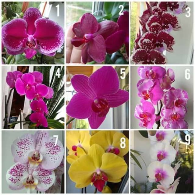 Anggrek Seedling bulan