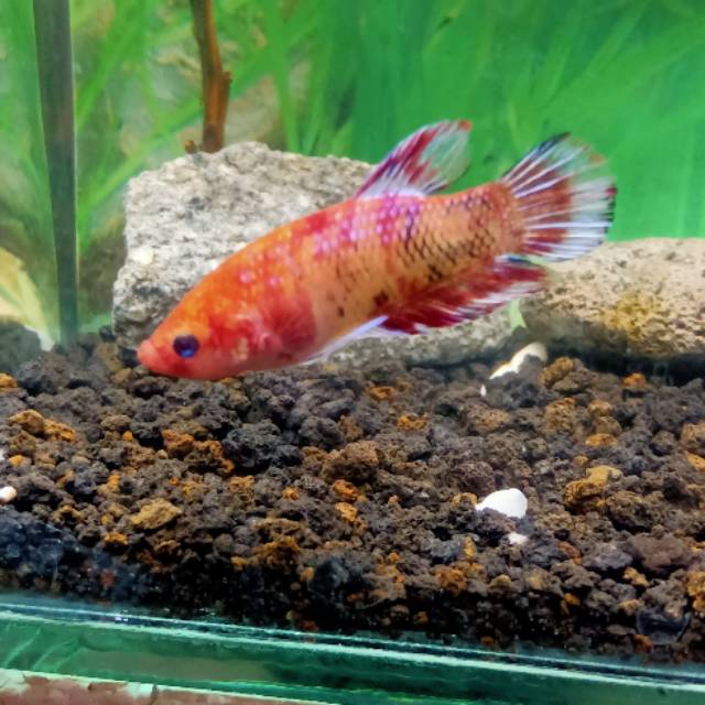 Ikan Cupang Hias Jenis Plakat Koi