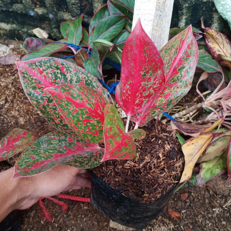 bunga aglonema red stardust import