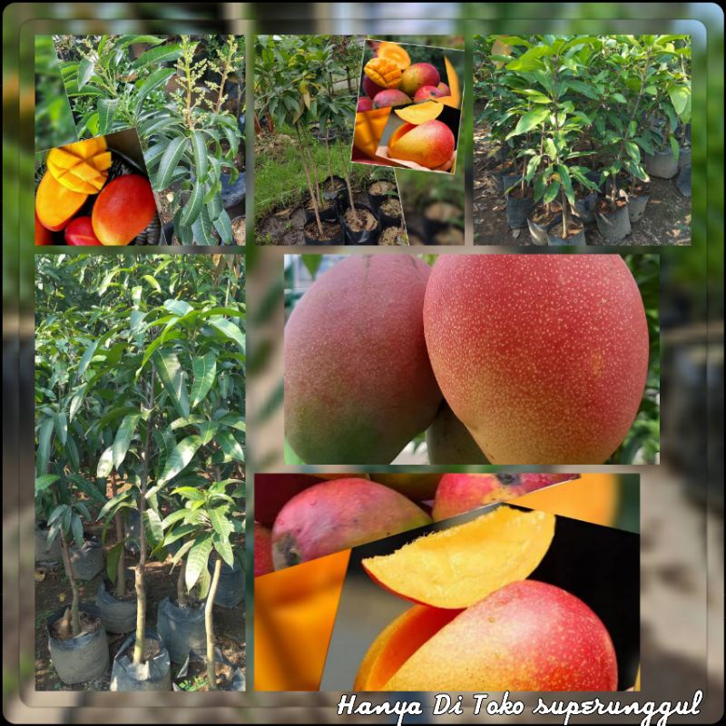 Bibit Tanaman Mangga Ukuran Satu Meter Gratis Pupuk Dan Panduan Perawatan