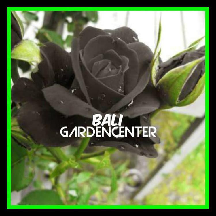 Big Sale Benih Biji Bunga Mawar Hitam / Black Rose Import Terbaru