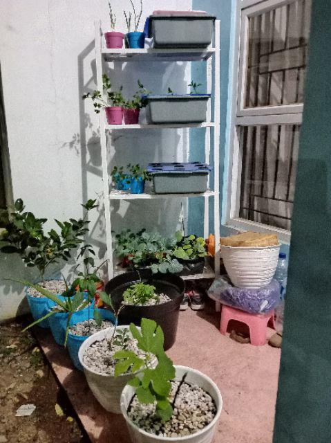 Bibit Tin Green Yordan Mumer
