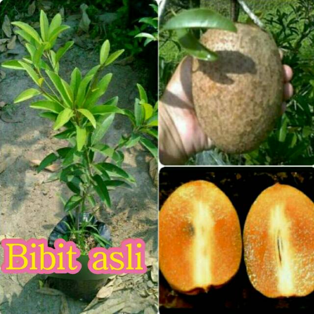 BIBIT SAWO JUMBO ASLI HASIL CANGKOK 70 CM