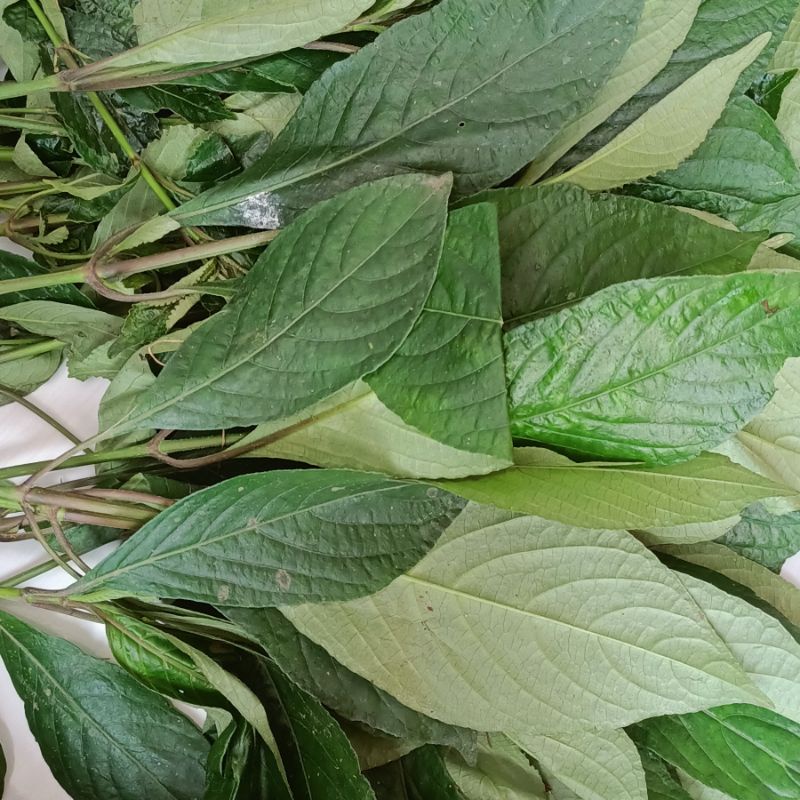 

Daun keji beling kibeling segar 500 gram