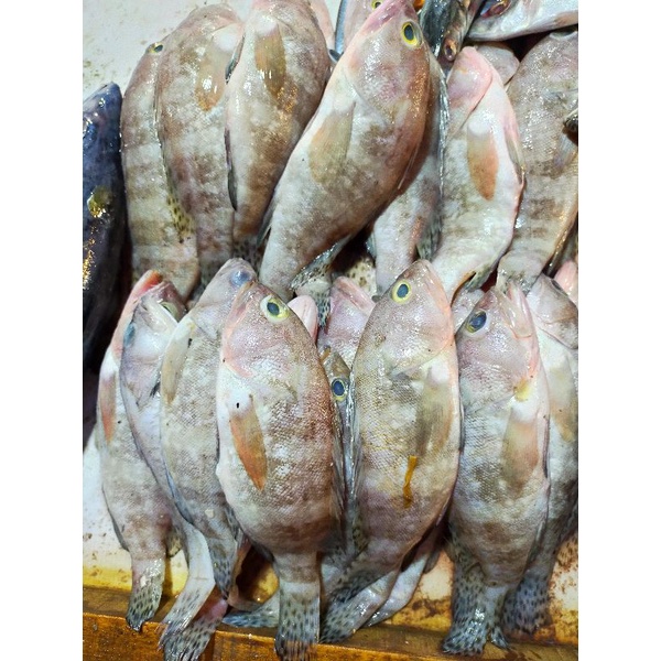 

Ikan Kerapu Segar 500 gram SAYUR ONLINE BANDUNG