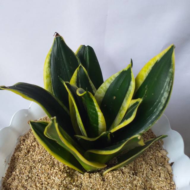 Tanaman hias/Indukan Sansivera Pagoda