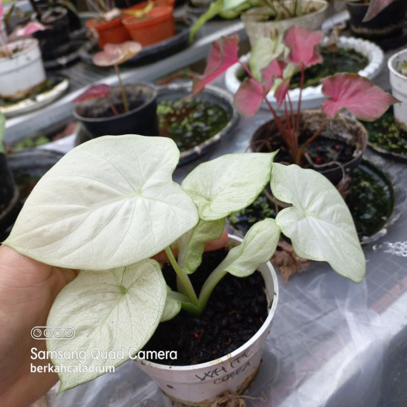 Bibit Caladium White Cobra
