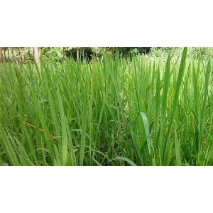 

[PROMO] 1Kg Daun ilalang Kondisi Segar