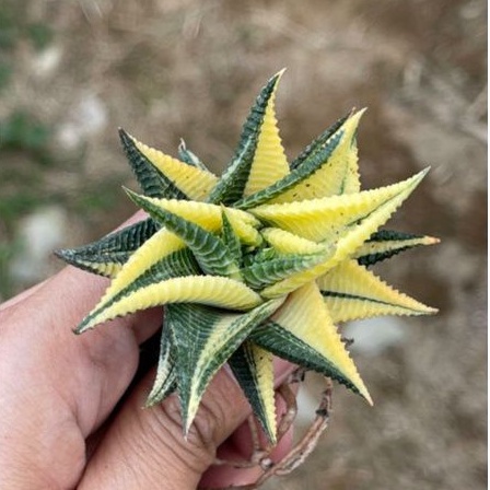 Sukulen Haworthia Limifolia Varigata Biasa