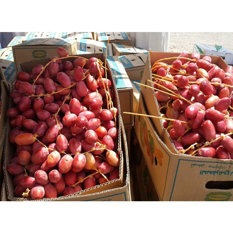 

kurma merah muda fresh | kurma merah segar | 500 grm