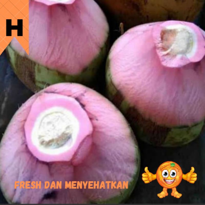 

BUAH KELAPA IJO PER BUAH