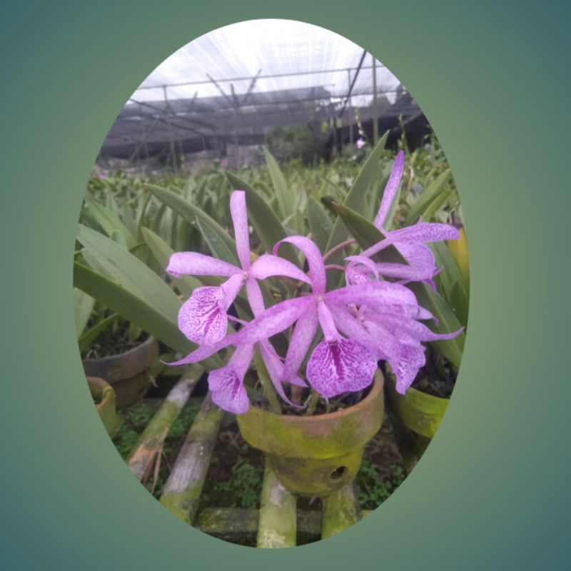 brassavola Mayumi