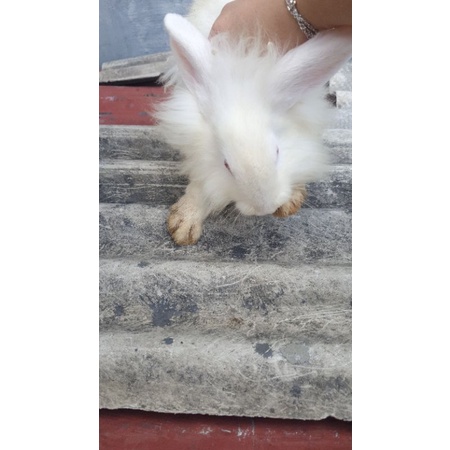 kelinci rex dan himalayan sisa sepasang