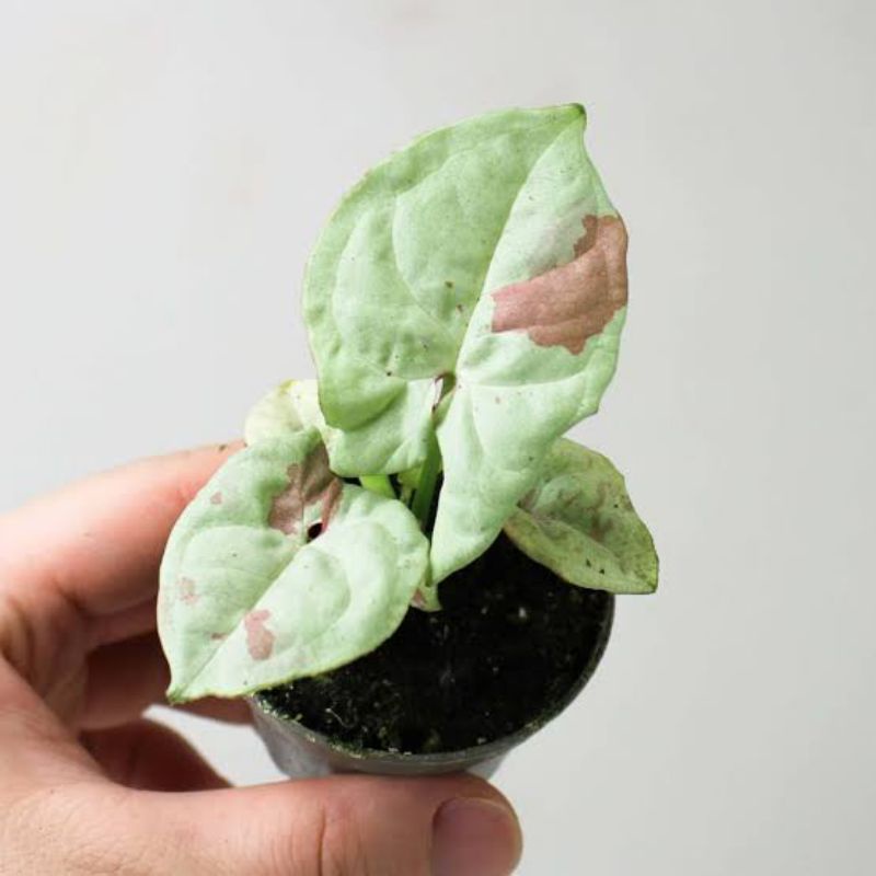 syngonium milk confetti