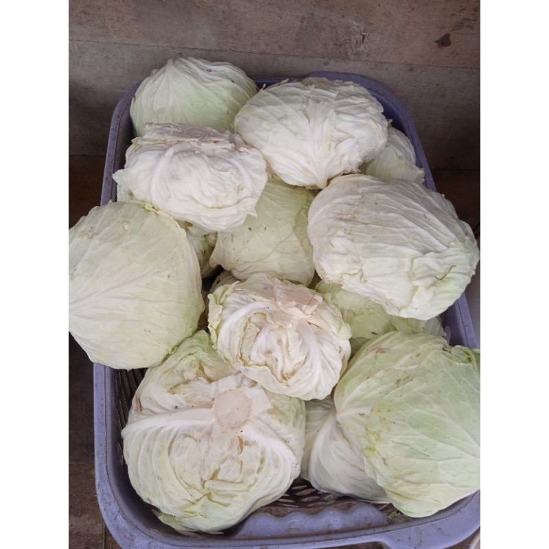 

Sayur kol/500