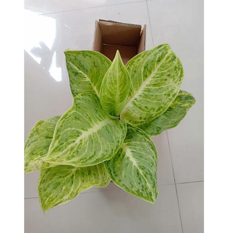 Tanaman hias Aglaonema silverqueen - aglonema - aglo Silverqueen