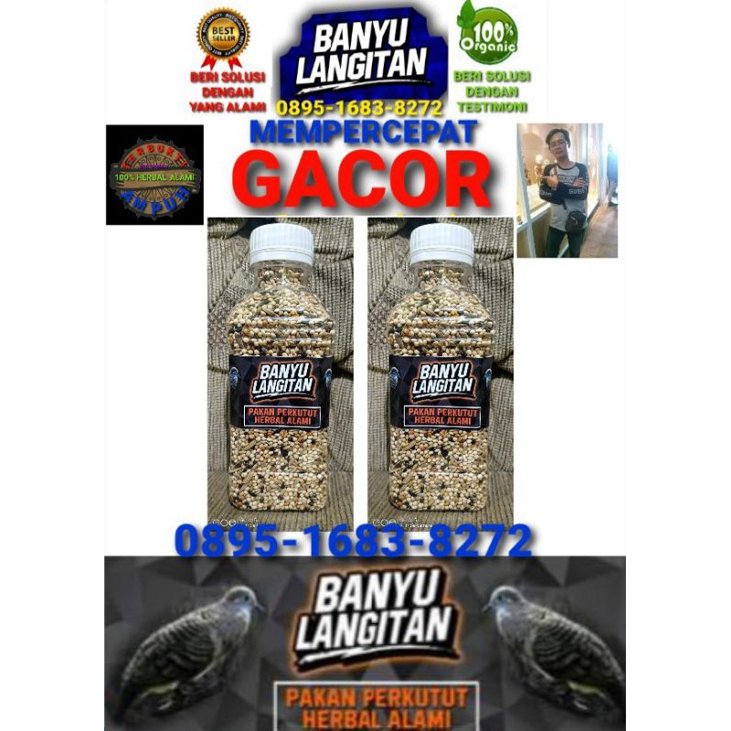 Pakan perkutut banyu langitan (paket 2 botol)