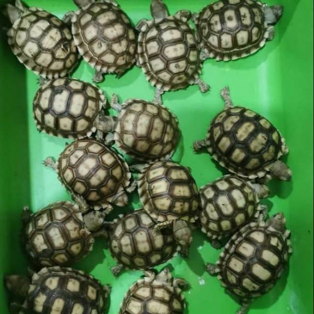 Kura-kura Darat - Tortoise - Sulcata - Baby Sulcata - Kura ...