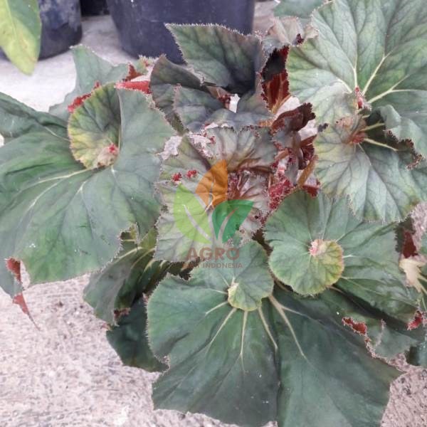 Tanaman Begonia Velvet Red
