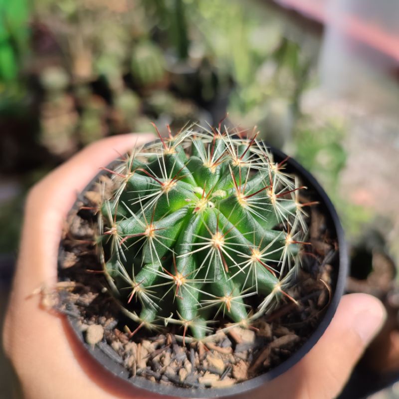 Kaktus Hamato ownroot/Hamatocactus ownroot