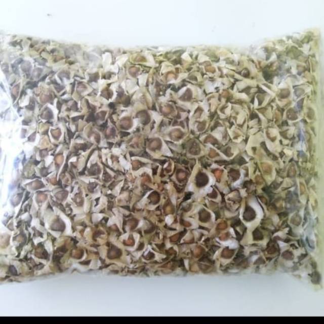 

Biji Kelor Asli Herbal Kualitas Bagus