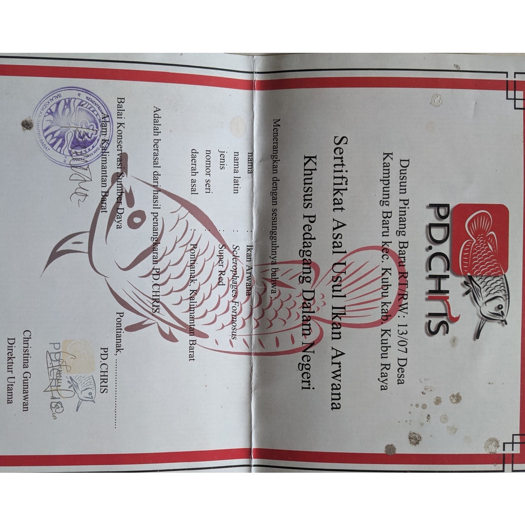 Sertifikat Arwana Super Red ( Ikan RIP )
