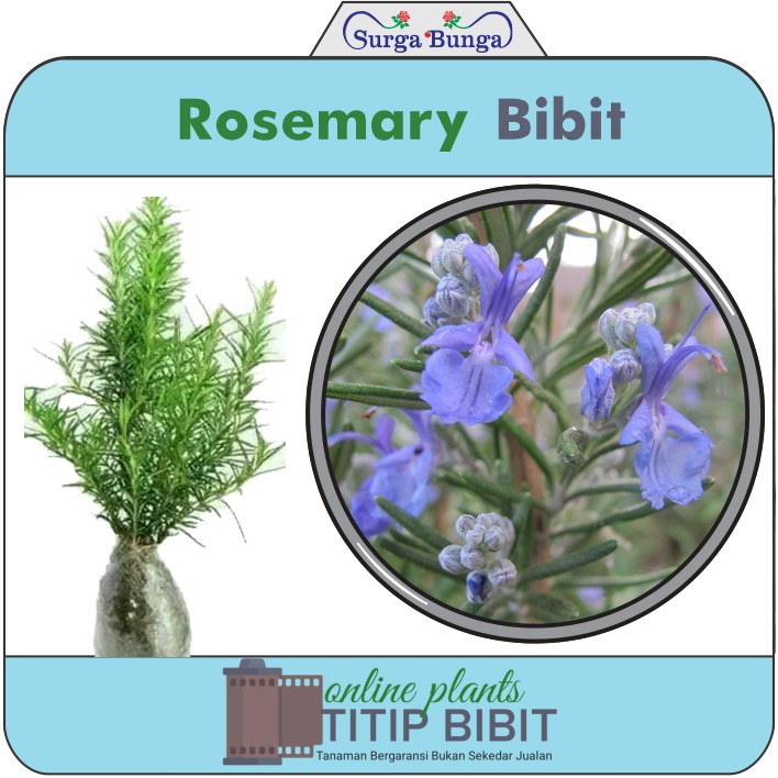 Rosemary tanaman herbal beraroma segar