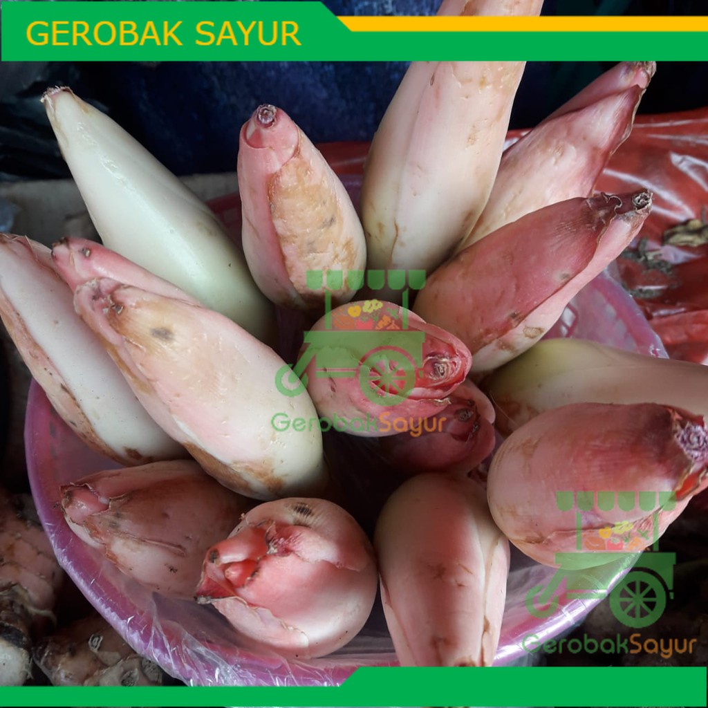 

Bunga Kecombrang / Honje / Rias / Kincung