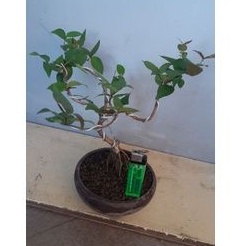 Bonsai Mame Dewandaru