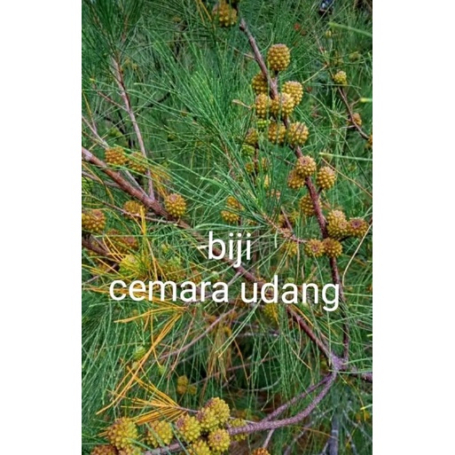 5 gelintir biji Cemara udang daun pendek 5k