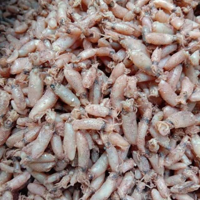 

1KG BABY CUMI KERING SIZI 1-2CM GRADE A CUMI MENTAH TERLARIS 1 Kilo Gram