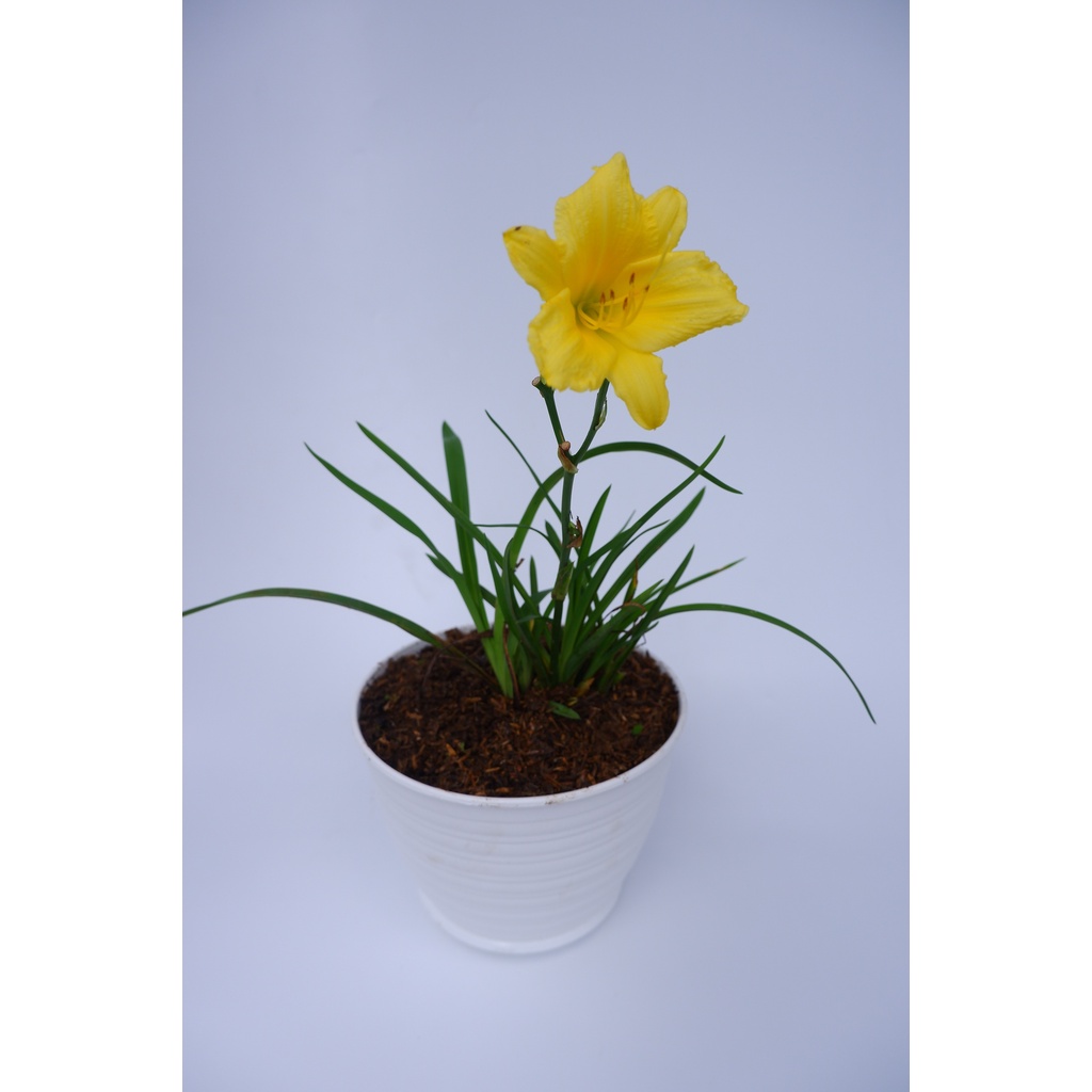 Bunga Day Lily - Tanaman Hias