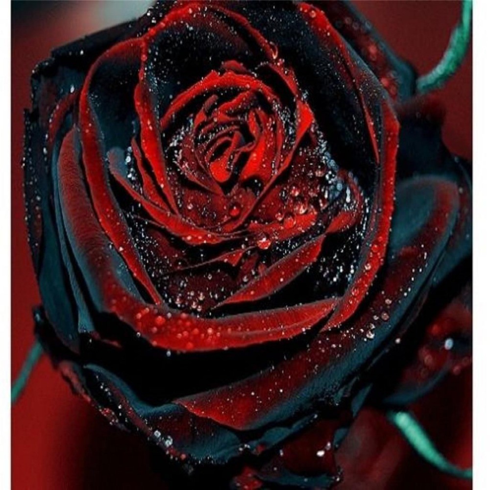 Isi 30 Butir Benih Bunga Mawar Hitam Dan Merah Darah Blood Black Rose Shopee Indonesia